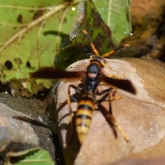 Polistes comanchus navajoe