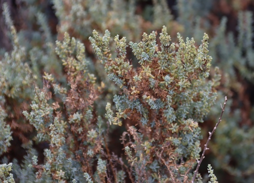 Image of Suaeda fruticosa by (c) Tony Rebelo, some rights reserved (CC BY-SA)