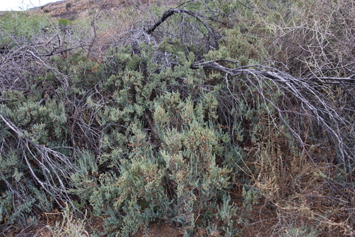 Image of Suaeda fruticosa by (c) Tony Rebelo, some rights reserved (CC BY-SA)