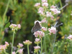 Satyrium tetra