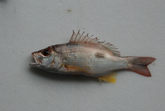 Lutjanus russellii