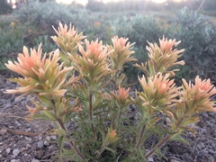 Castilleja applegatei breweri
