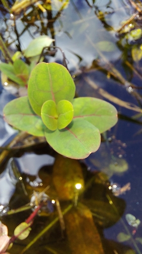Image of Hypericum virginicum by (c) Athena Philips, some rights reserved (CC BY)