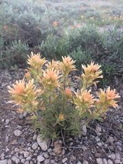 Castilleja applegatei breweri