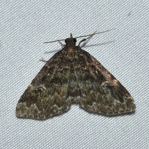 Appalachian Idia photo 2