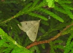 Chytolita morbidalis