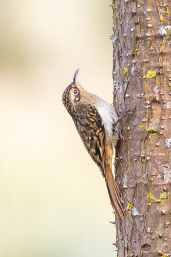 Sikkim Treecreeper (Certhia discolor), photo 4