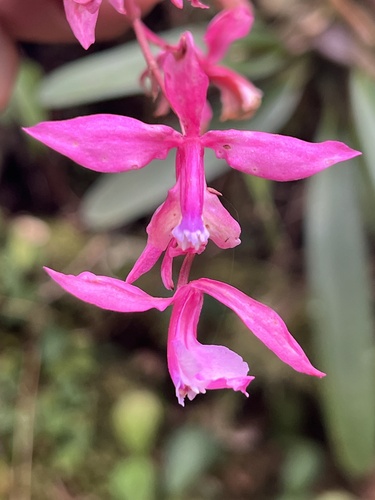 Oncidium vulcanicum, photograph 1