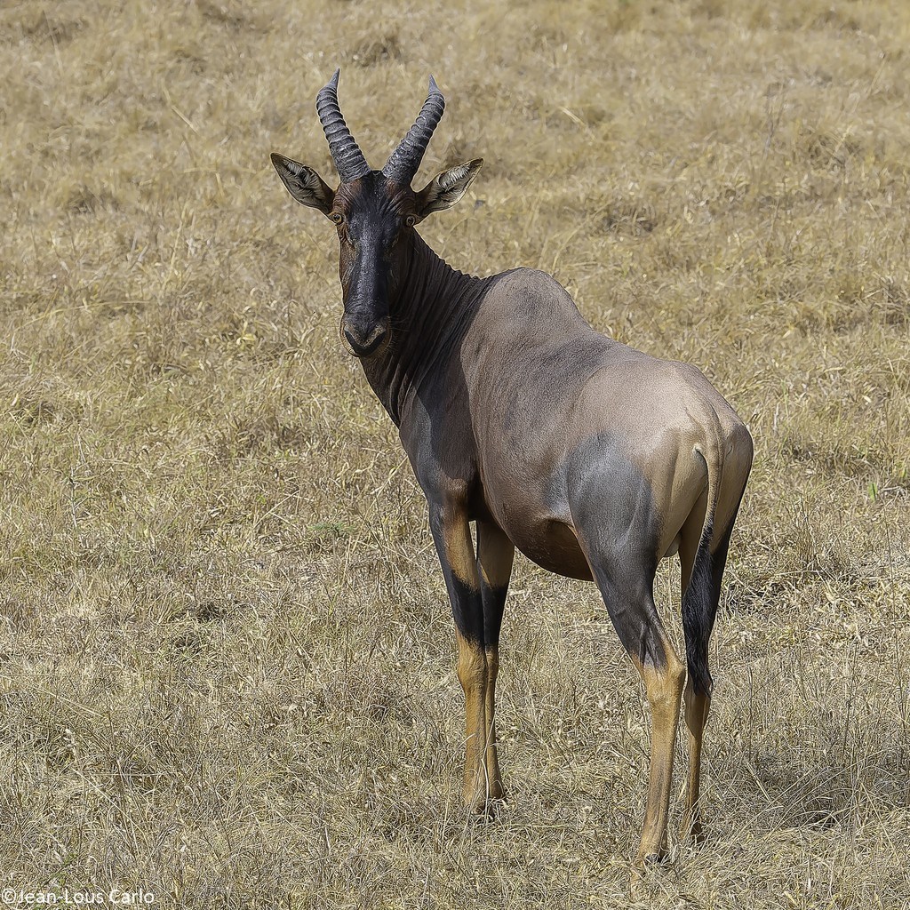 Damaliscus lunatus jimela, Parc national du lac Mburo, Ouganda, by lesbectrotters