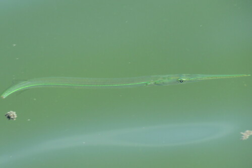 Atlantic Needlefish