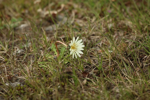 arctic dandelion (Taraxacum arcticum)