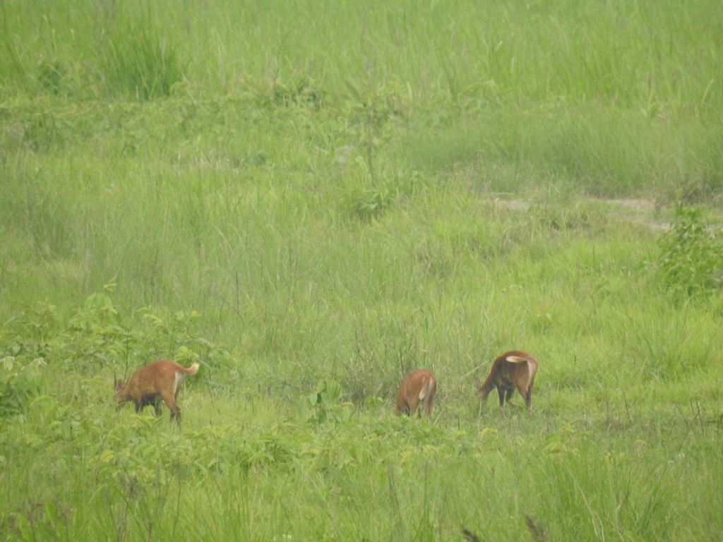 Axis porcinus porcinus, Assam, IN, by prashanthmb