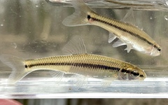 Bluntnose Minnow photo 5