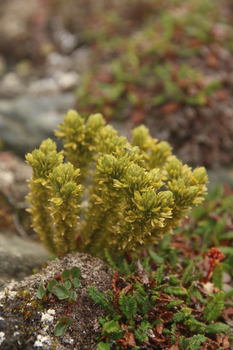 Image of Arctic Firmoss (Huperzia arctica) by no rights reserved