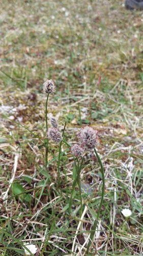 Alpine meadow-foxtail (Alopecurus magellanicus)