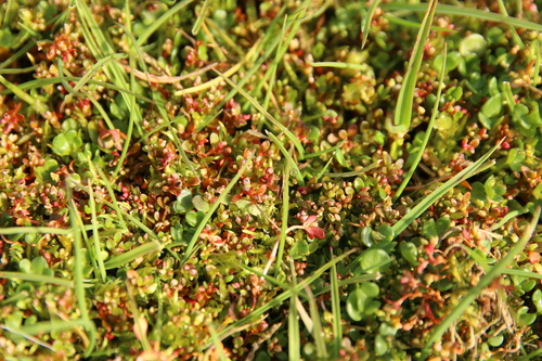 Koenigia islandica, photograph 5