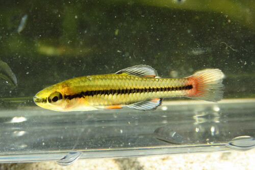 Bluefin Killifish