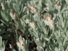 Antennaria geyeri