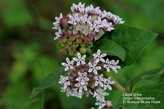 Asclepias jorgeana