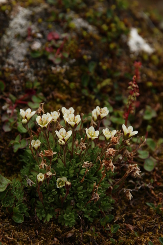 Tufted saxifrage (Saxifraga cespitosa)