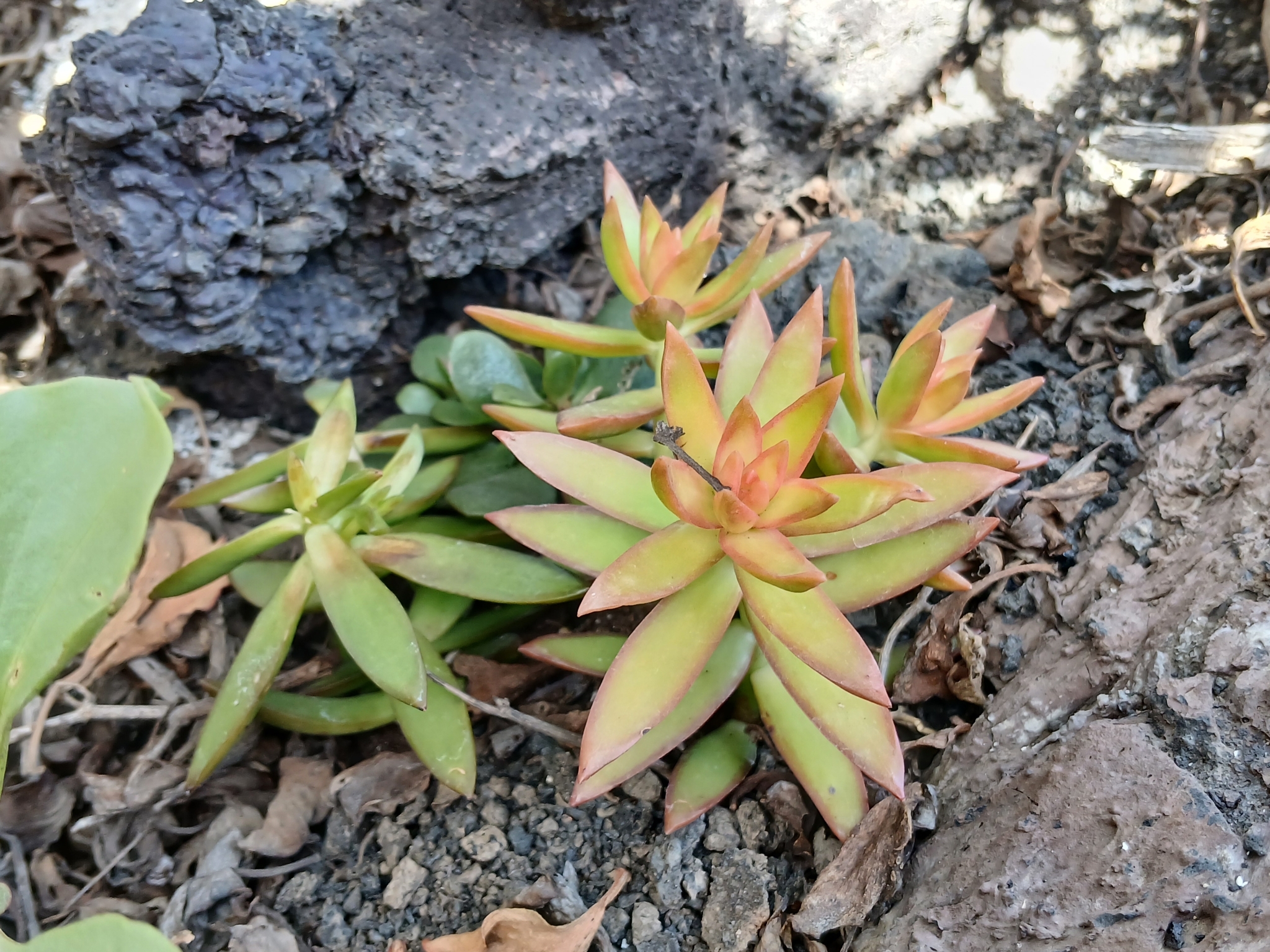 Imagem de Sedum rubrotinctum