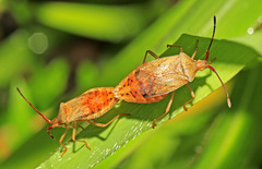 Homoeocerus dilatatus