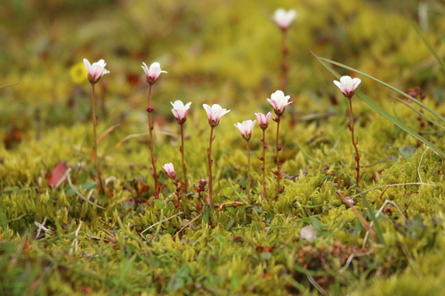 Svalbard saxifrage (Saxifraga svalbardensis)