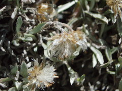 Antennaria dimorpha