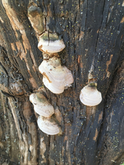 Phellinus arctostaphyli