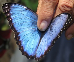 Morpho helenor narcissus