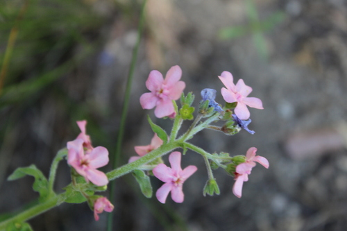Image of Hackelia mundula by no rights reserved