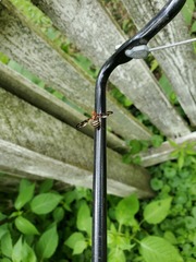 Idana marginata