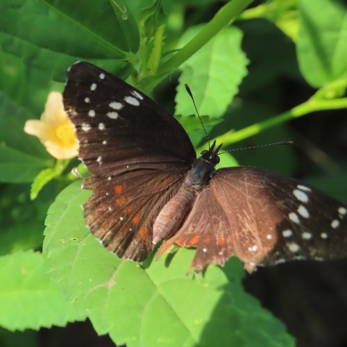 Bordered Patch (Chlosyne lacinia)