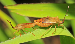 Homoeocerus dilatatus