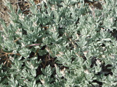 Antennaria geyeri
