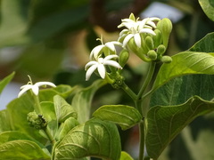 Morinda pubescens