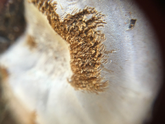 Phellinus arctostaphyli