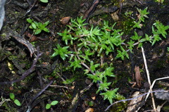 Crassula mataikona