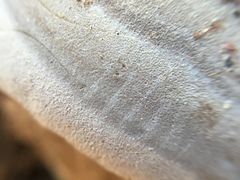 Phellinus arctostaphyli