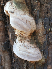 Phellinus arctostaphyli