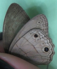 Cissia themis