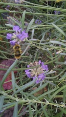 Bombus mixtus