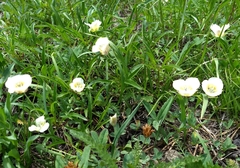 Calochortus subalpinus