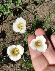 Calochortus subalpinus