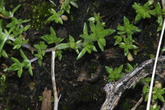 Crassula mataikona