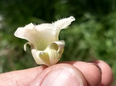 Calochortus subalpinus