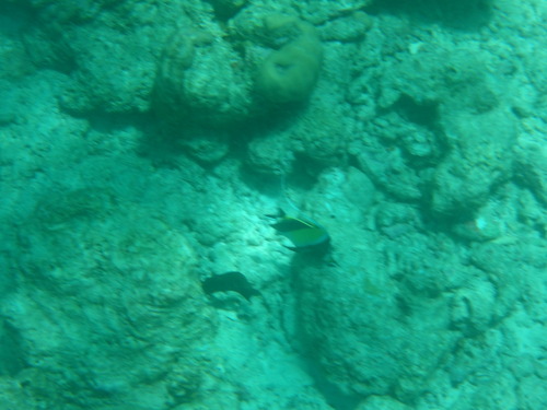 Moorish Idol — seen at this dive site