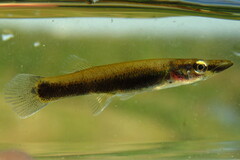 Pike Killifish photo 3