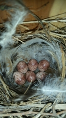 Troglodytes aedon parkmanii