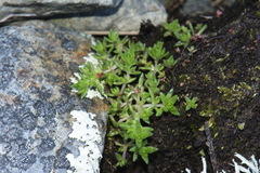 Crassula mataikona